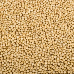 sorghum